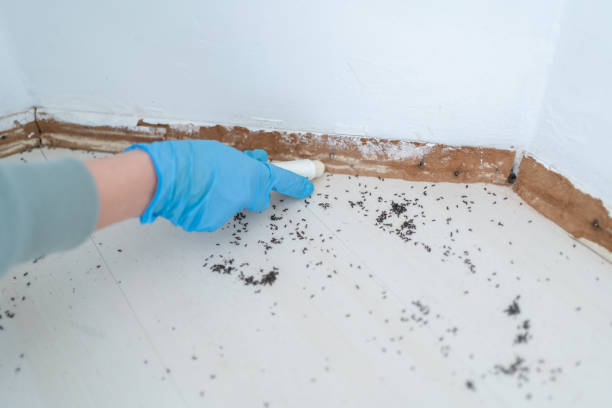Best Emergency Pest Control  in Gulf Hills, MS
